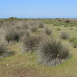Juncus heldreichianus