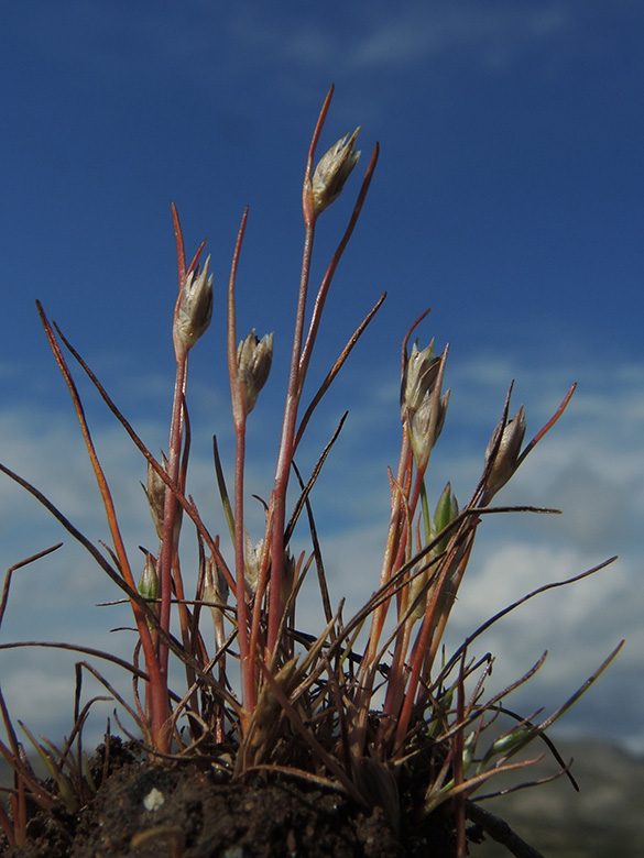 Juncus hybridus