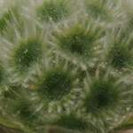 Knautia integrifolia