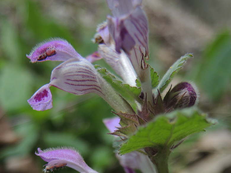 Lamium garganicum