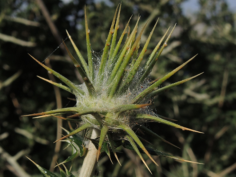 Lamyropsis cynarioides