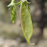 Lathyrus cicera