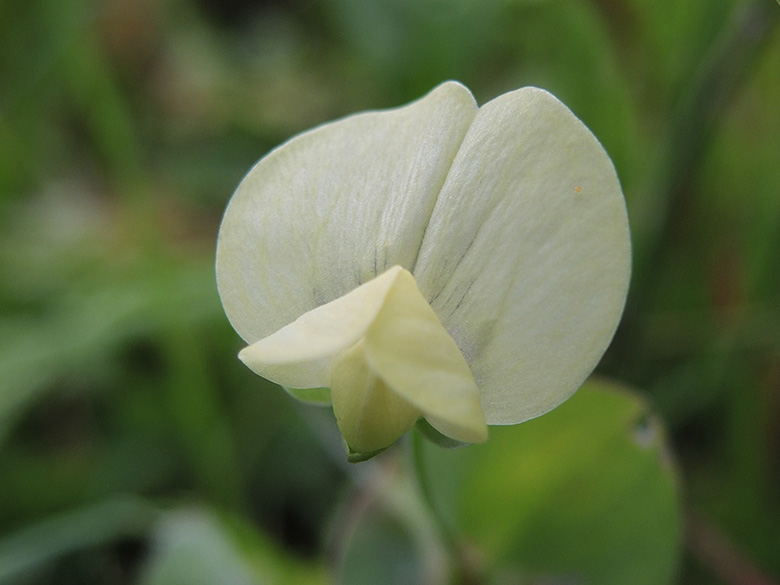 Lathyrus aphaca