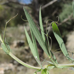 Lathyrus cicera