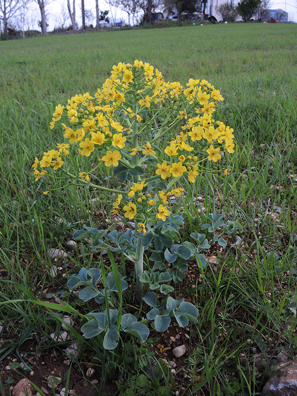 Leontice leontopodium