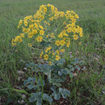 Leontice leontopetalum