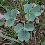 Leontice leontopetalum