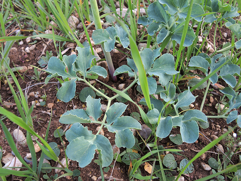 Leontice leontopodium