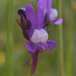 Linaria pelisseriana