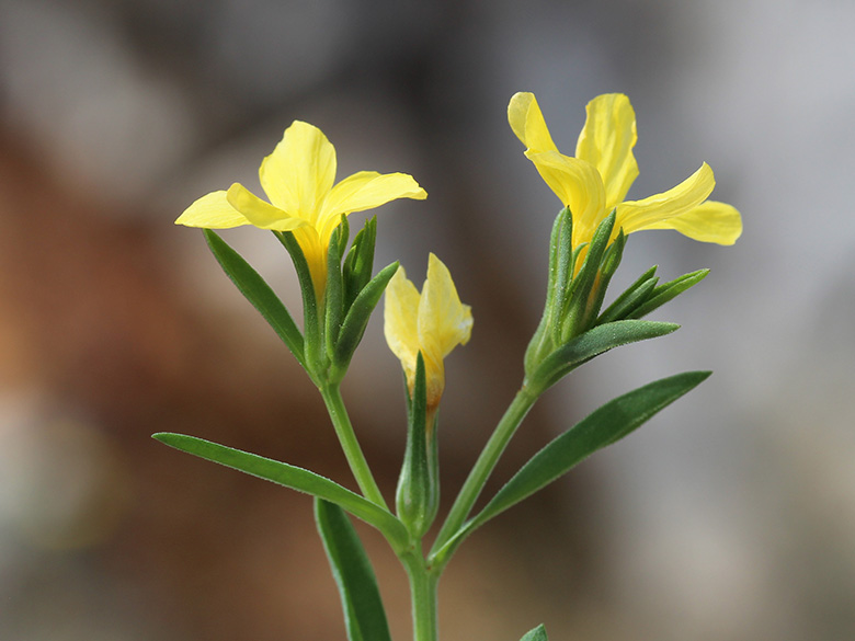 Linum nodiflorum