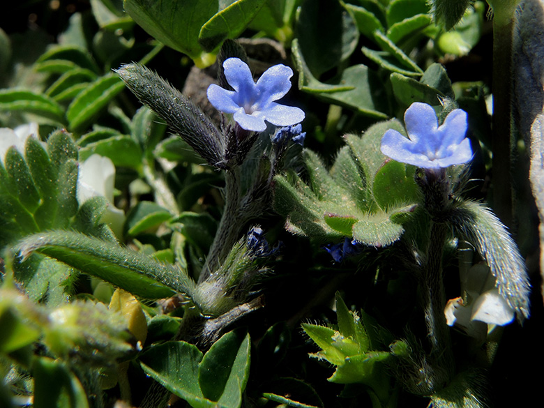 Lithospermum incrassatum