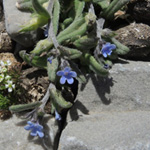 Lithospermum incrassatum