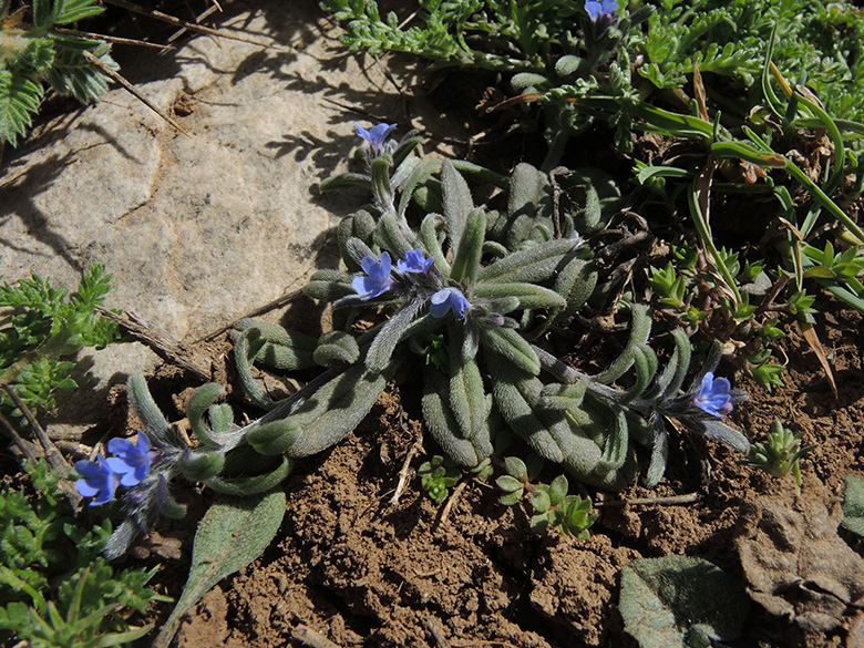 Lithospermum incrassatum