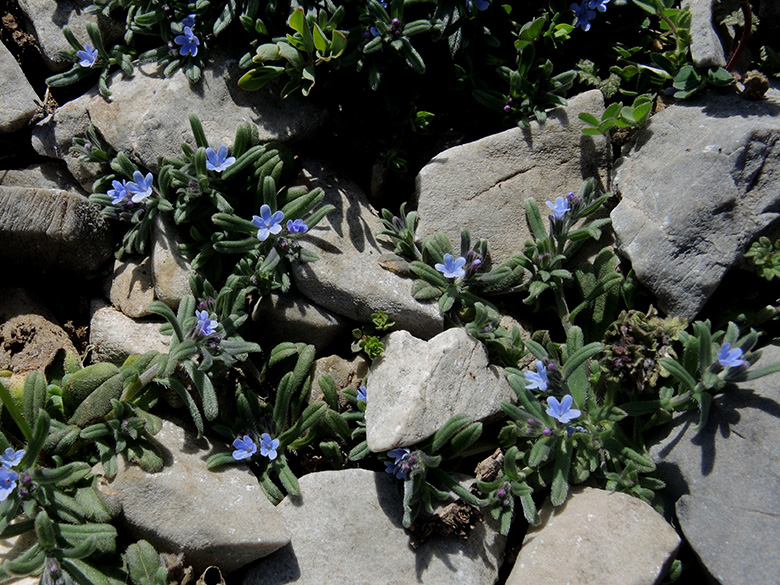 Lithospermum incrassatum