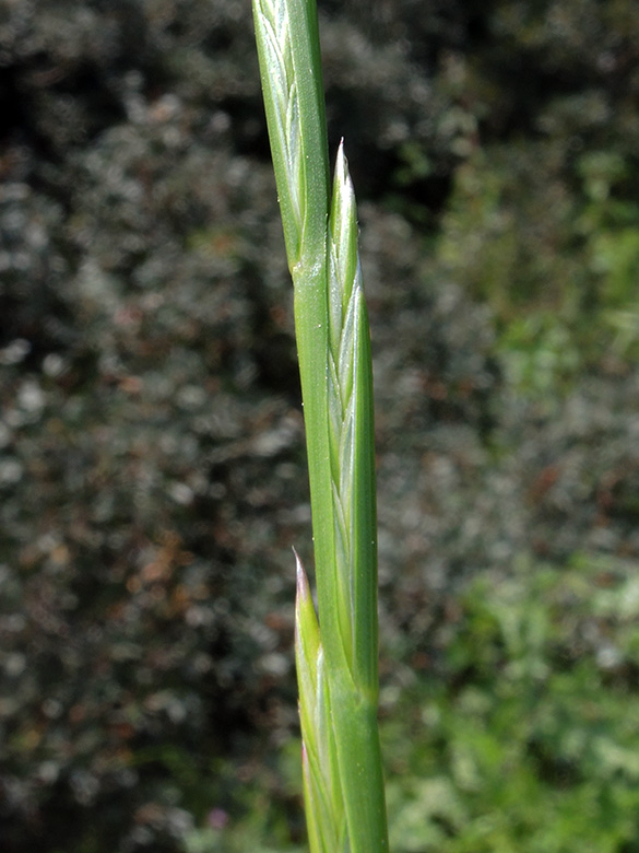 Lolium rigidum