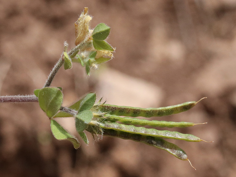 Lotus ornithopodioides