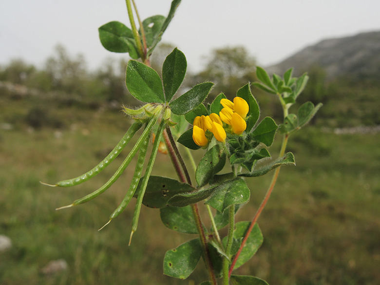 Lotus ornithopodioides