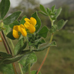 Lotus ornithopodioides