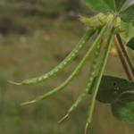 Lotus ornithopodioides