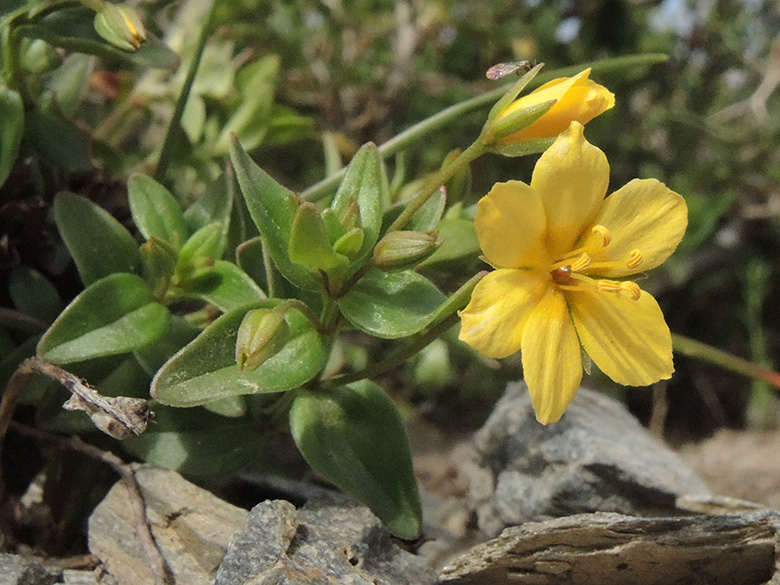 Lysimachia serpyllifolia