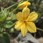 Lysimachia serpyllifolia
