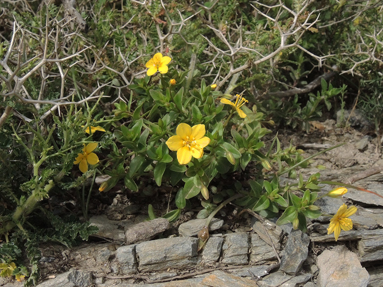 Lysimachia serpyllifolia