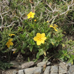 Lysimachia serpyllifolia