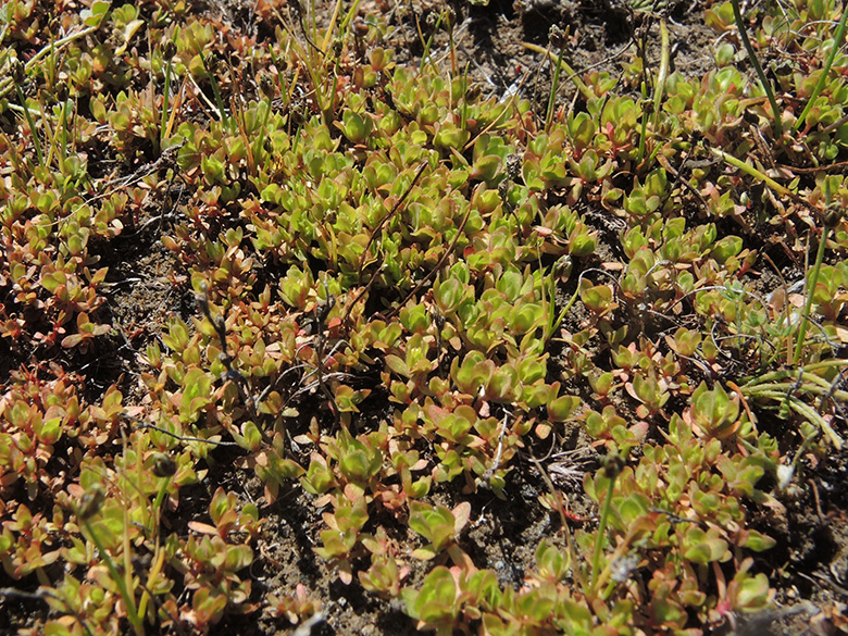 Lythrum borysthenicum