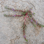 Lythrum hyssopifolium