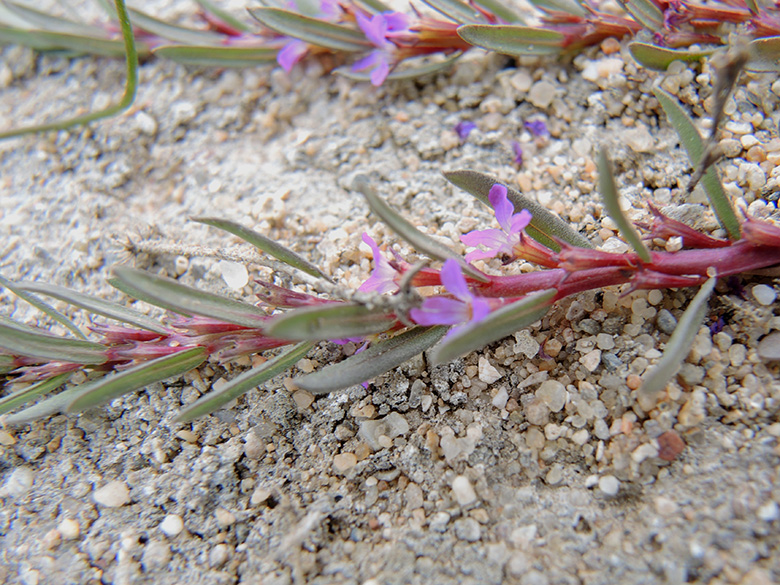 Lythrum hyssopifolium