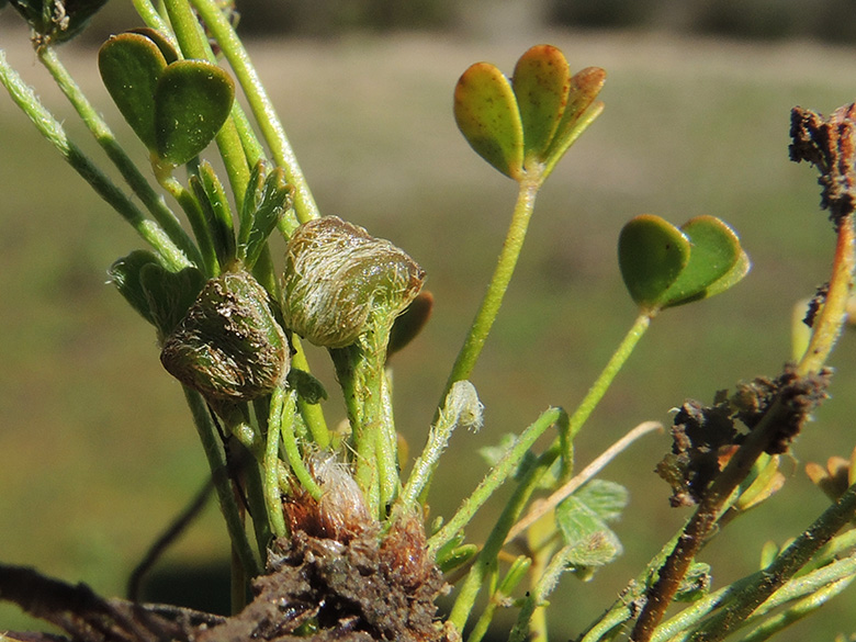 Marsilea aegyptiaca