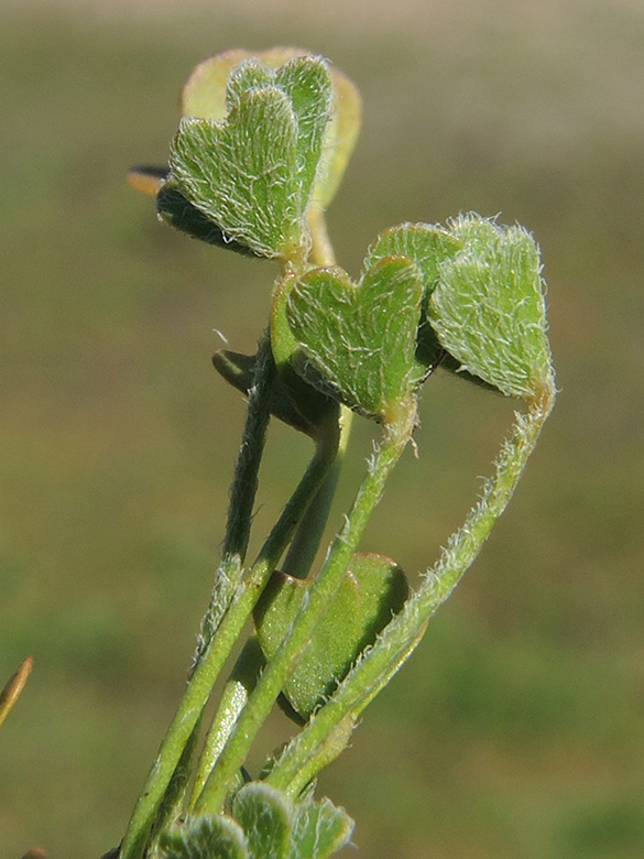 Marsilea aegyptiaca