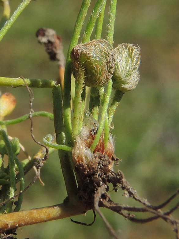 Marsilea aegyptiaca
