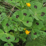 Medicago arabica