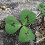 Medicago arabica