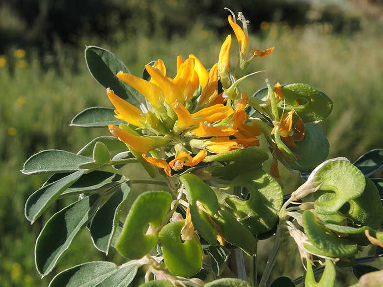 Medicago arborea