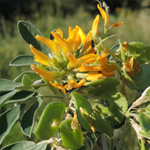 Medicago arborea