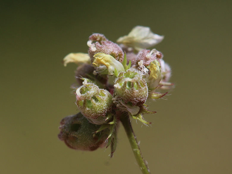 Medicago coronata