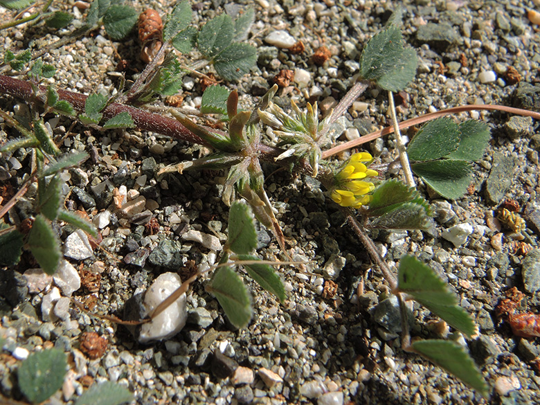 Medicago monspeliaca