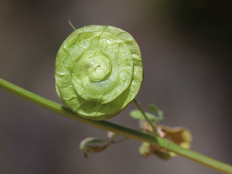 Medicago orbicularis