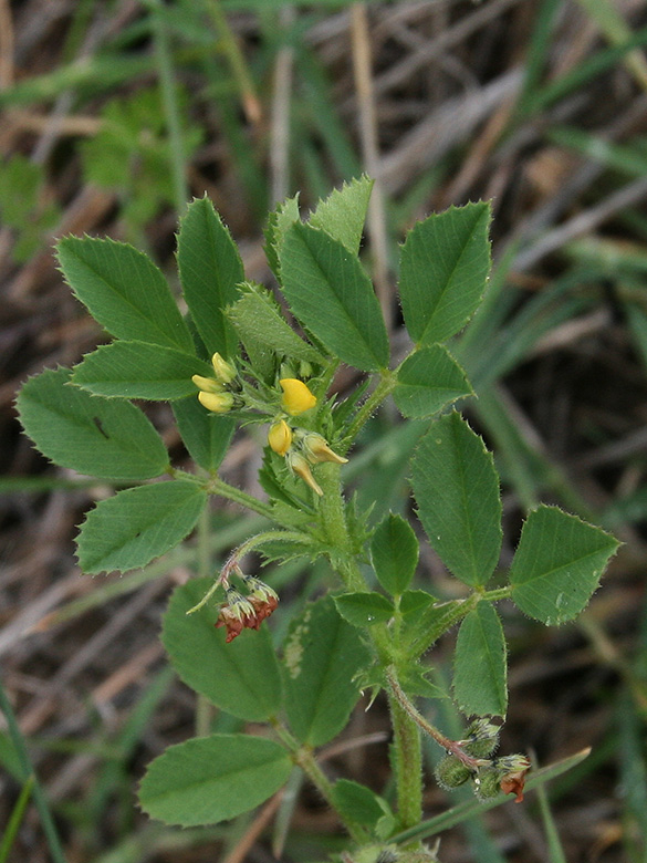 Medicago rugosa