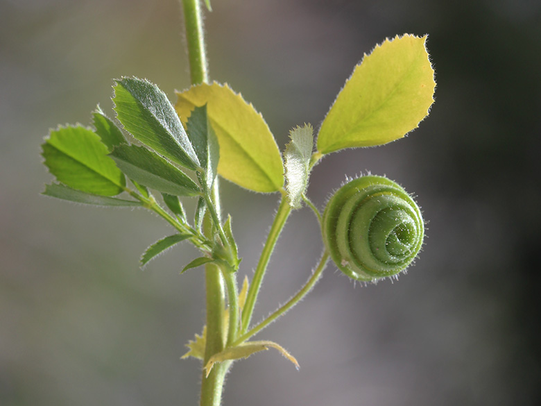 Medicago scutellata