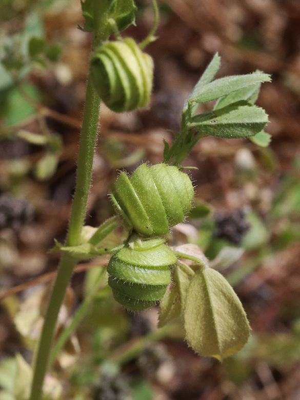 Medicago scutellata