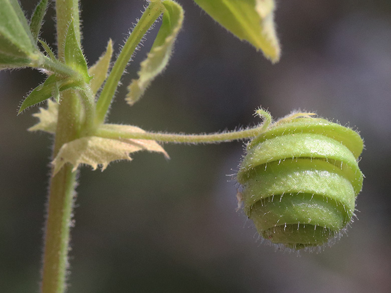 Medicago scutellata