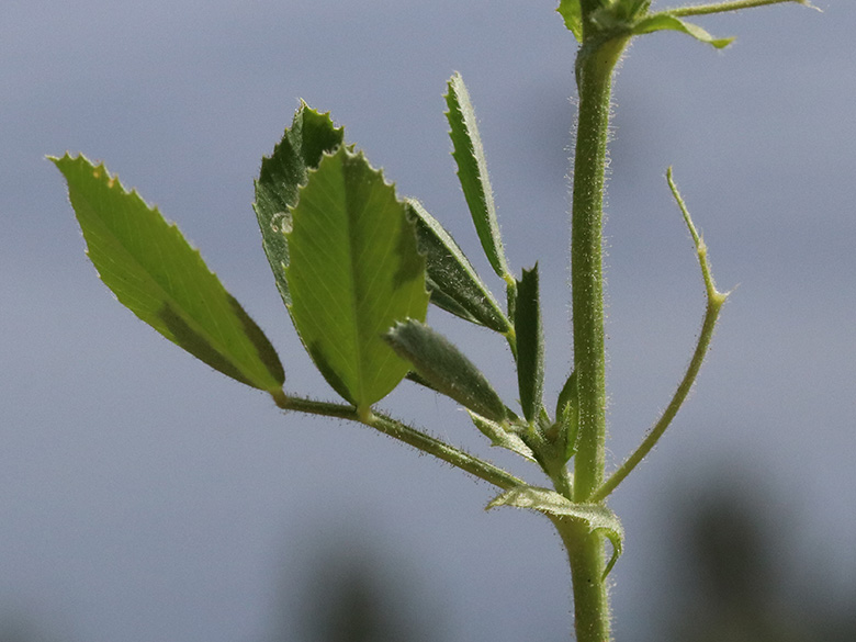 Medicago scutellata