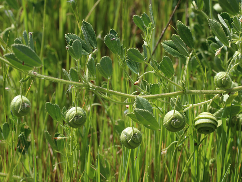 Medicago scutellata