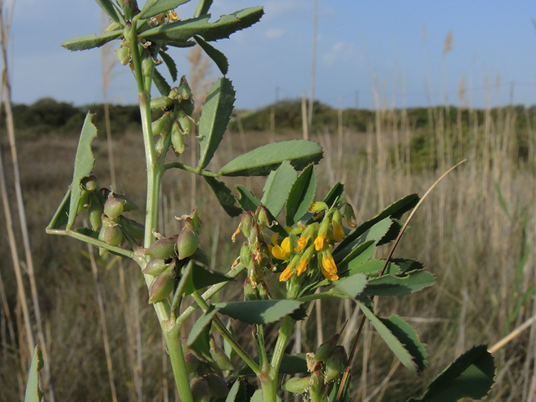 Melilotus messanensis