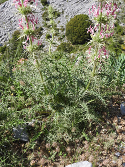 Morina persica