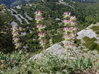 Morina persica