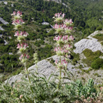Morina persica